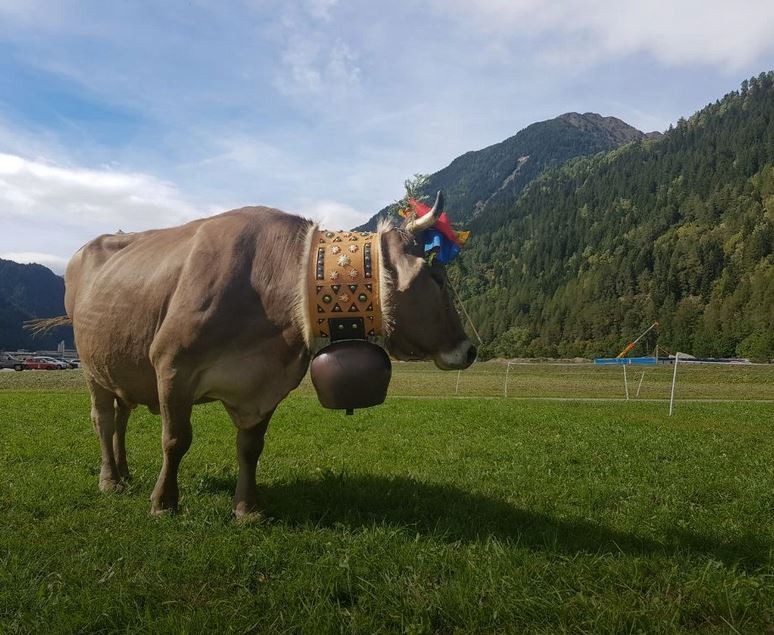 Giornata agricola Leventinese e rassegna dei formaggi 