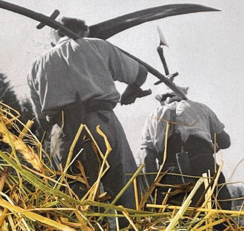 L'Angolino e la Biblioteca Comunale presentano: Fieno - dalla collana 