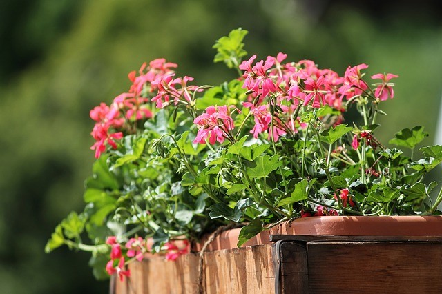 Mercato dei fiori