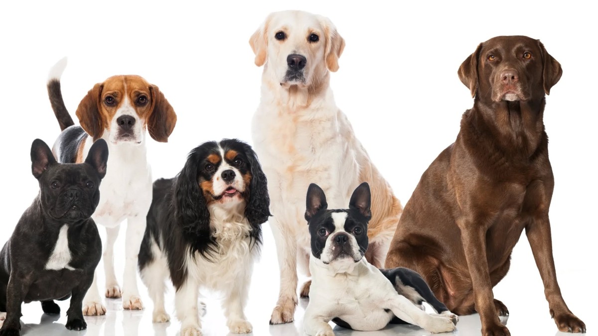 Obbligo formativo per nuovi detentori di cani – entrata in vigore prorogata al 1° settembre 2026